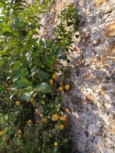 an orange tree with leaves and fruits on it at Il Fontolo in Ponzano Superiore