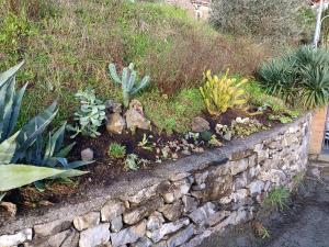un giardino con piante e piante grasse in un muro di pietra di Il Fontolo a Ponzano Superiore