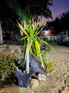 un palmier poussant à partir d'un rocher sur la plage dans l'établissement HomeState Bang Maprao, à Ban Hin Sam Kon