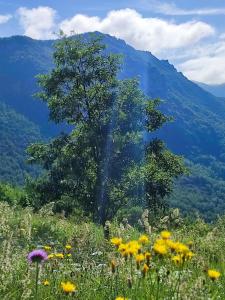 ein Baum inmitten eines Blumenfeldes in der Unterkunft Valley Tara in Plužine