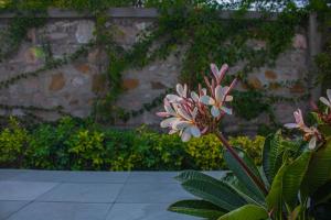 uma planta com flores cor-de-rosa em frente a uma parede de pedra em The Peace- A Luxury Pool Villa em Jaipur