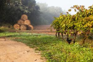 un groupe de balles de foin sur le côté d'un chemin de terre dans l'établissement Oliver Moragues Grandhouse & Vineyard, à Algaida