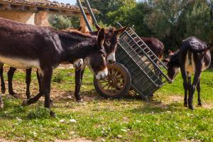 un groupe d'ânes debout à côté d'une charrette dans l'établissement Oliver Moragues Grandhouse & Vineyard, à Algaida