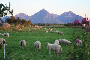 a herd of sheep grazing in a field with mountains at Borghildstua Feriehus in Melbu