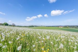 un campo di fiori bianchi in un campo verde di Ferienwohnung Heß a Günzburg