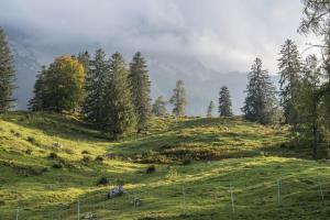 ギュンツブルクにあるFerienwohnung Heßの木々が植えられた草の丘