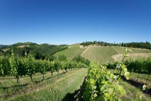 einen Weinberg in den Hügeln mit blauem Himmel in der Unterkunft Podere Riosto Cantina&Agriturismo in Pianoro