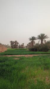 a field of grass with palm trees in the background at Kasbah Desert Camp in Mhamid