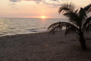 a palm tree on the beach at sunset at Sammy Seaview Mae Ramphueng Beach Frontบ้านช้างทองวิวทะเลหน้าหาดแม่รำพึง in Rayong