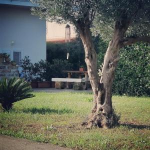 カリーニにあるCasa Turramèのベンチ横の芝生に座る木