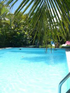 a large blue swimming pool with a palm tree at Villa Du Lagon in La Saline les Bains