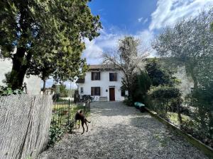 un cane in piedi di fronte a una casa bianca di Cascina Liebe con Idromassaggio a Ozzano Monferrato