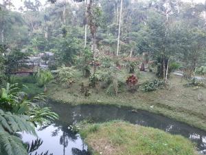 einen Teich inmitten eines Waldes mit Bäumen in der Unterkunft Finca Las Palmas Ecolodge in Puyo