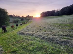 um grupo de vacas a caminhar por um campo ao pôr-do-sol em Ferienhaus in der Natur em Schlossrued