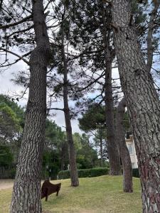 un perro parado entre dos árboles en un parque en Casa Juno Pinamar Norte, en Pinamar