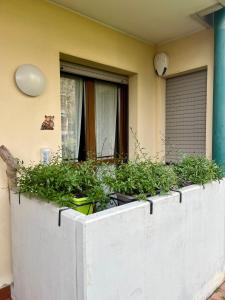 Zahrada ubytování NOALE HOUSE