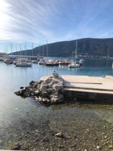 un gruppo di imbarcazioni ormeggiate in un porto turistico di Apartments Bane a Herceg-Novi