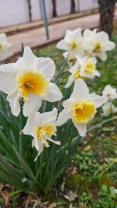 un groupe de fleurs blanches et jaunes dans l'herbe dans l'établissement Magic of Spirit, à Peroj