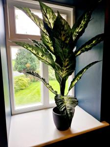 a plant sitting on a shelf in front of a window at Hamilton-The Alexander suite luxury holiday Let's in Scorton