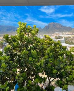 a tree with green leaves in front of a city at Tenerife Paradise Anna Studio in Adeje +13 photos