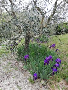 Zahrada ubytování Casa Vacanze "Dimora Quercia" - Villino "Quercia"