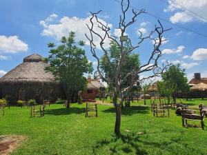 un albero in un campo con una capanna erbosa di Finca el Péndulo a Tepatitlán de Morelos