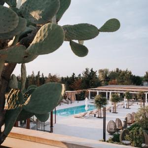 a cactus in front of a swimming pool at Masseria Corsano in Nardò