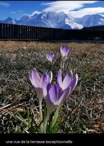 a purple flower in the grass with mountains in the background at La terrasse du mont Blanc in Cordon