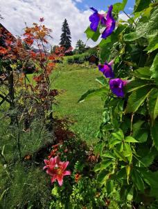 einen Garten mit lila Blumen und einem Grasfeld in der Unterkunft La terrasse du mont Blanc in Cordon