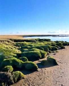 une plage avec des plantes vertes sur le sable et l'eau dans l'établissement Charmerende bolig nær Domkirken, à Ribe
