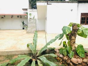 a plant in a yard next to a building at Shiv's Villa in Galle