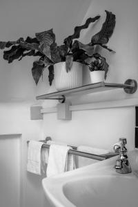 ein Badezimmer mit einem Waschbecken und einer Pflanze auf einem Regal in der Unterkunft Cwtch Lackerlee in Haverfordwest