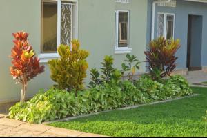 uma fila de plantas em frente a uma casa em Migingo Suites em Entebbe