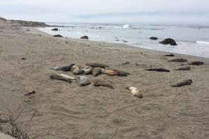 a group of seals laying on a beach at Pelican Place in Morro Bay in Morro Bay