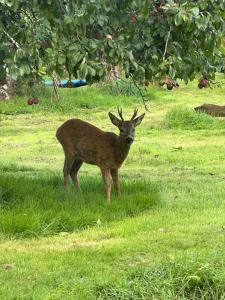 a deer standing in the grass in a field at Cornwall Woodland Dog Friendly Shepherd's Hut in Bodmin