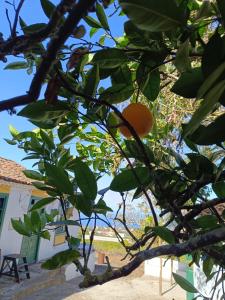 una naranja en un árbol delante de una casa en Finca Mamposo, en Tacoronte