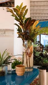 a vase with plants in it on a blue table at Hotel Sol y Mar in Santa Catalina