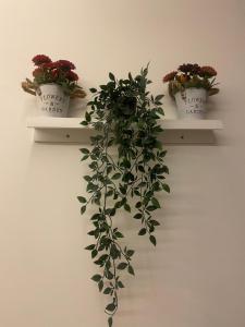 a shelf with three potted plants on a wall at Studio au centre ville avec WIFI in Casablanca