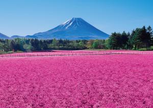 富士河口湖町にある本栖フェニックスホテルの山を背景にピンクの花畑