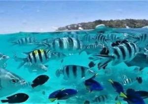 Gallery image of Manga villa in Mangapwani