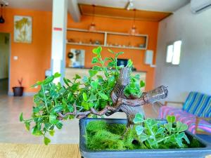 ein kleiner Bonsai-Baum auf einem Tisch in der Unterkunft AUBERGE DU NORD in Mitsamiouli