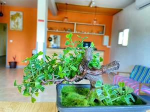 a small bonsai tree sitting on a table at AUBERGE DU NORD in Mitsamiouli