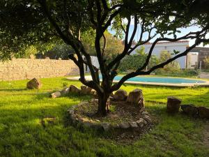 un árbol en el césped junto a una piscina en Casa rural en Conil de la Frontera - Casa Oeste, en Cádiz