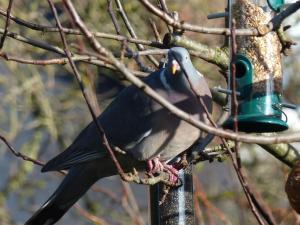 un pájaro está comiendo de un alimentador de aves en The Sanctuary, en Richmond