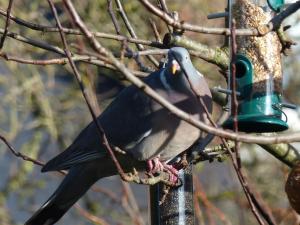 リッチモンドにあるThe Sanctuaryの鳥が鳥の餌を食べている
