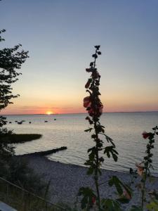 un tramonto sull'oceano con un fiore in primo piano di Ferienhaus Loissin a Loissin