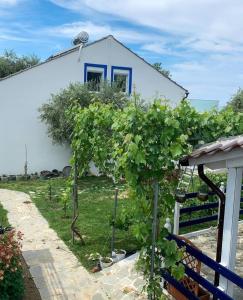 a house with a bunch of grapes in a yard at Elvi Apartment 4 in Rakhónion