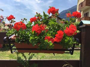 una olla de flores rojas en una valla en Appartamenti al Parco, en Molveno