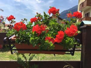 a pot of red flowers on a fence at Appartamenti al Parco in Molveno
