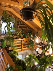 Tiszafa Vendégház Szentgál في Szentgál: غرفة مليئة بالكثير من النباتات الفخارية
